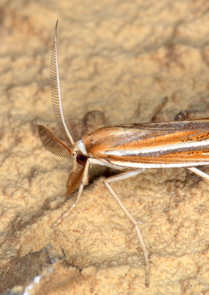 Crambidae -  Ancylolomia pectinatella